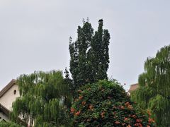 -环城公园