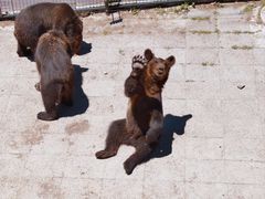 -大连森林动物园