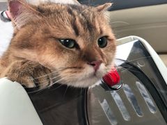 -纳吉亚猫专科动物医院博雅分院