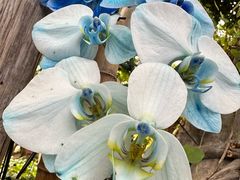 -北京植物园-展览温室