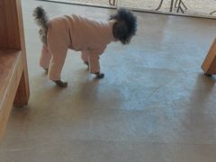 -J Create城市露营咖啡·简餐·宠物(上海动物园店)