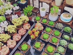 -秦美花卉(天朗·莱茵小城2期店)