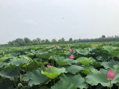 -白洋淀景区