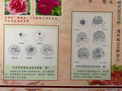 -神州牡丹园