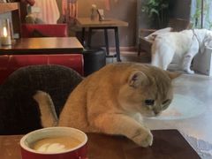 -咖法森林·咖啡  酒吧(天河店)