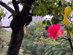 -人民公园(罗湖区)