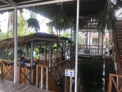 -Rainforest