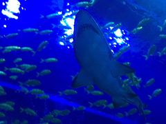 -成都浩海立方海洋公园