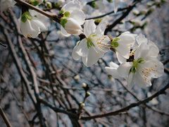 -桃花堤公园
