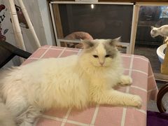 -吉丁鸟咖·异宠·寄养