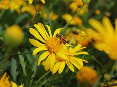 -光明小镇欢乐田园