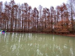 -上海海湾国家森林公园