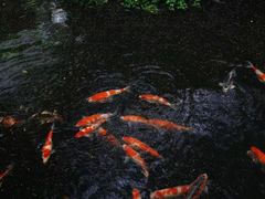 -香然会·园林雅宴(陆家嘴店)