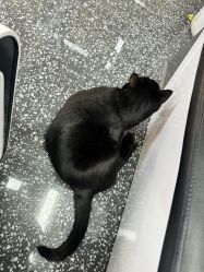 -飞梵造型