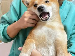 -是阿柴呀！柴犬咖啡·爱喵喵猫咖
