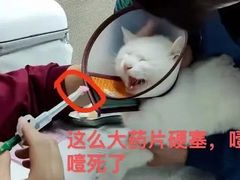 -瑞派雷欧宠物医院·24h夜诊·心脏骨科牙科·全科重症转诊中心(无影山店)