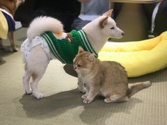 -逗柴咖啡屋·狗咖猫咖宠物桌游