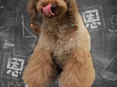 -唯美宠物生活馆(绿地国际生态城店)