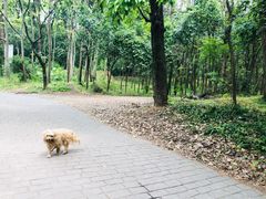 -紫金山山顶公园