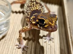 -酷以爬仙阁实体爬宠店·守宫·蜥蜴·专业繁育