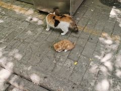 -清真·宏顺祥卤汁凉粉(大皮院店)