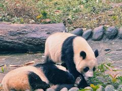 -中国大熊猫保护研究中心雅安碧峰峡基地