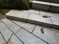 -汤旺河林海奇石景区