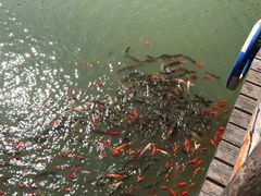 -黄花溪