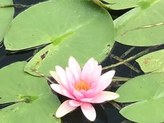 -荷塘月色湿地公园·向阳花洲