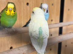 -太湖饭店玉兰厅(自助餐厅)