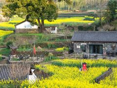 -桑洲油菜花景区