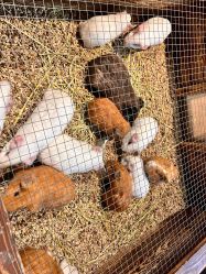 -酷嗒动物文化乐园(cutezoo西溪乐天城店)