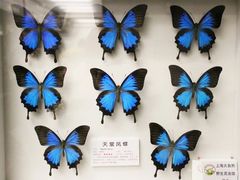 -上海大自然野生昆虫馆(东方明珠·爬宠昆虫探索中心)