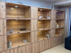 -猫十亿·布偶金渐层·曼基康矮脚猫舍(青年路店)