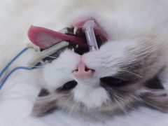 -佳雯宠物医院(金华南路分院)