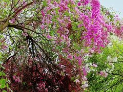 -深圳国际园林花卉博览园