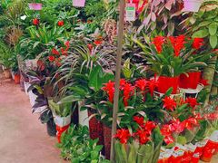 -花鸟鱼虫鲜花绿植市场(玉泉路店)