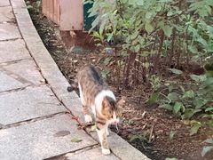 -大鹅岛绿色生态美食园