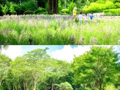 -深圳国际园林花卉博览园