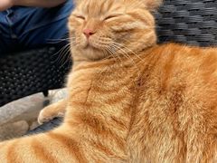 -喵屿·大理花园猫咖