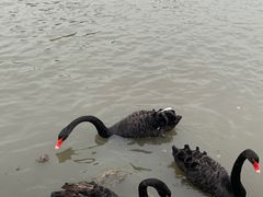 -鹅湖玫瑰文化园