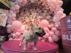 -百好乐宠物友好餐厅(朝外大街店)