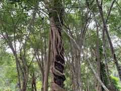 -中国科学院西双版纳热带植物园