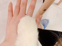 -三花喵·撸猫购宠·宠物生活馆(虹桥南丰城店)