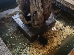 -鹭岛新泉客家菜·海鲜·融合菜(莲前店)