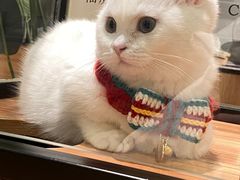-袖虎·猫馆(体育西路店)