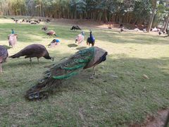 -深圳野生动物园