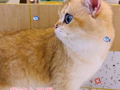 -猫域·湾主题猫咖·宠物吧(南坪城市广场店)