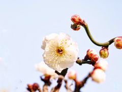 -莘庄梅园