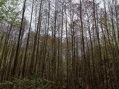 -杭州植物园